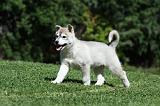 SIBERIAN HUSKY 387